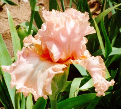 Growing Bearded Iris