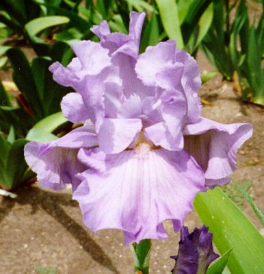 Iris Terminology