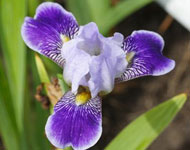 Median Irises